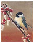Black Capped Chickadee